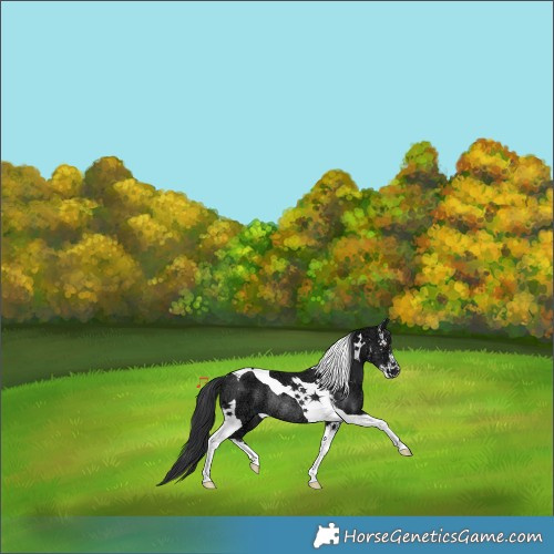 Horse Color:Black Ice Sabino Tobiano Rabicano 