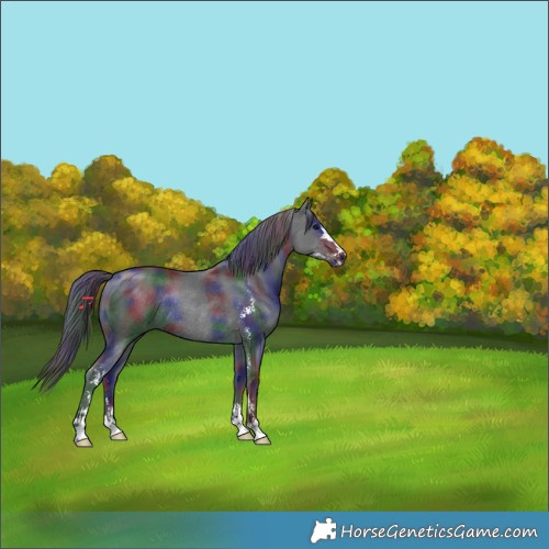 Horse Color:Nacre Black Sabino Rabicano 