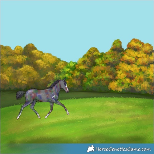 Horse Color:Nacre Black Sabino Rabicano 