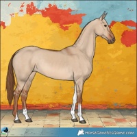 Horse Color:Red Dun Tobiano Rabicano