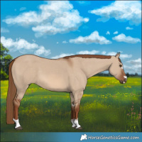Horse Color:Red Dun 