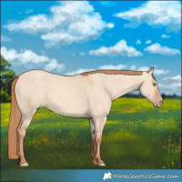 Horse Color:Gold Champagne Dun 