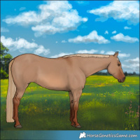 Horse Color:Red Dun 