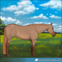 Horse Color:Red Dun 