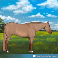 Horse Color:Red Dun 