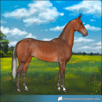 Horse Color:Bay  and Silver Bay 