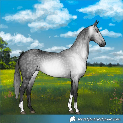 Horse Color:Gray Black Tobiano 