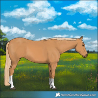 Horse Color:Chestnut Tobiano 
