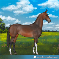 Horse Color:Bay Tobiano 