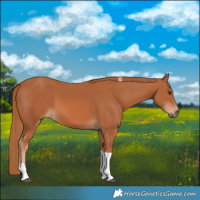 Horse Color:Chestnut Tobiano 