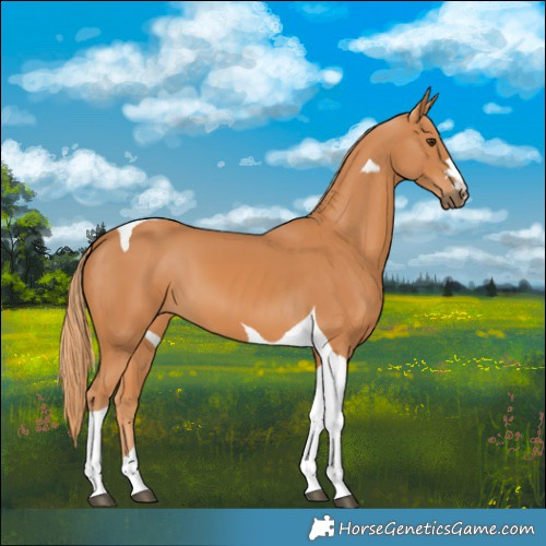 Horse Color:Chestnut Tobiano 