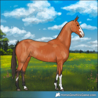 Horse Color:Bay  and Bay 