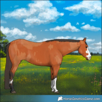 Horse Color:Bay  and Bay 
