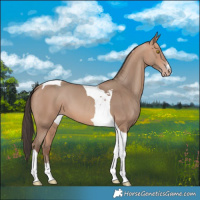 Horse Color:Amber Champagne Tobiano 