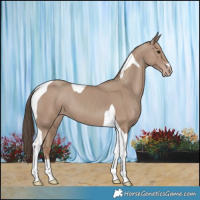 Horse Color:Classic Champagne Tobiano 