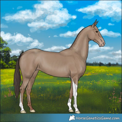 Horse Color:Classic Champagne Tobiano 