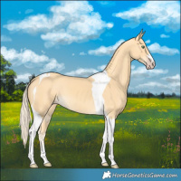 Horse Color:Gold Cream Champagne Tobiano 