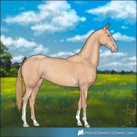 Horse Color:Gold Champagne Tobiano 