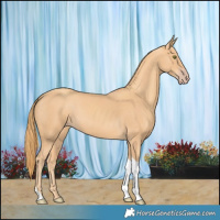 Horse Color:Gold Champagne Tobiano 