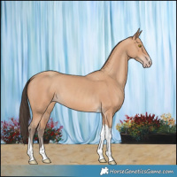 Horse Color:Amber Champagne Tobiano 