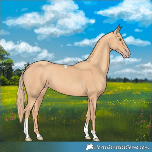 Horse Color:Gold Champagne Tobiano 