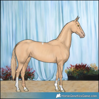 Horse Color:Gold Champagne Tobiano 