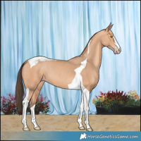 Horse Color:Amber Champagne Tobiano 