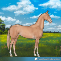 Horse Color:Gold Champagne Tobiano