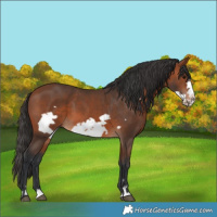 Horse Color:Bay Frame 
