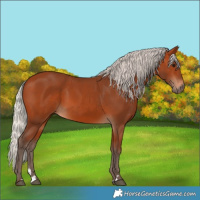 Horse Color:Silver Bay 