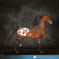 Horse Color:White Spotted Bay Appaloosa 