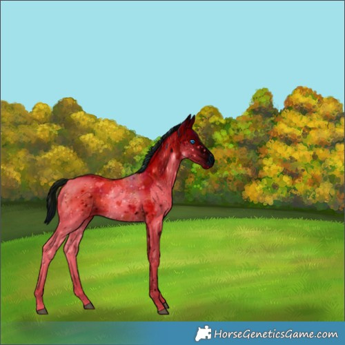 Horse Color:ERROR: UNKNOWN ANOMALY