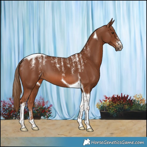 Horse Color:Powder White Chestnut Tobiano 