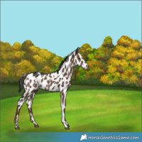 Horse Color:White Spotted Liver Red Dun Near Leopard Brindle