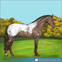 Horse Color:Liver Red Dun Snowcap Brindle
