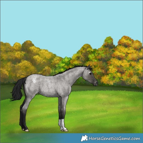 Horse Color:Gray Grullo Roan Appaloosa
