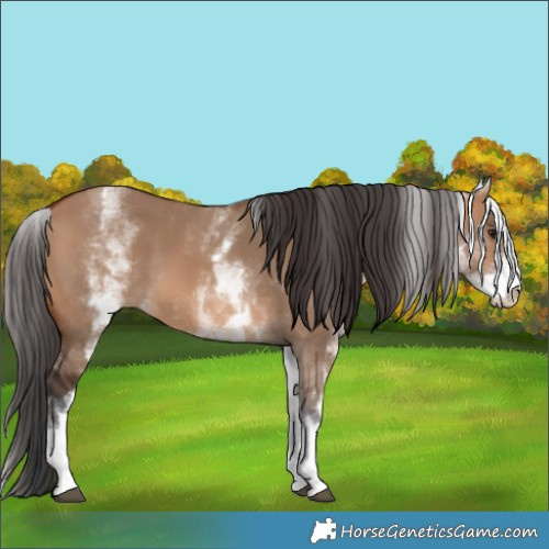 Horse Color:White Spotted Bay Dun 