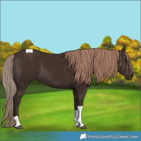 Horse Color:Liver Chestnut Tobiano 