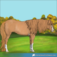 Horse Color:Chestnut Rabicano 