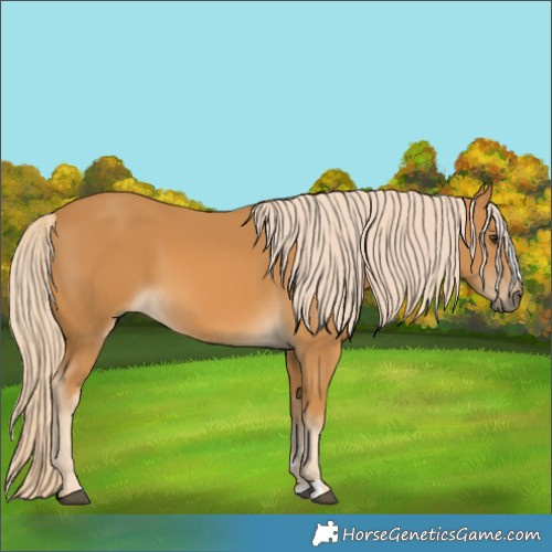 Horse Color:Palomino 