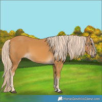 Horse Color:Palomino 