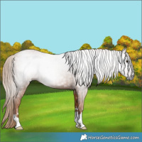 Horse Color:Gray Chestnut