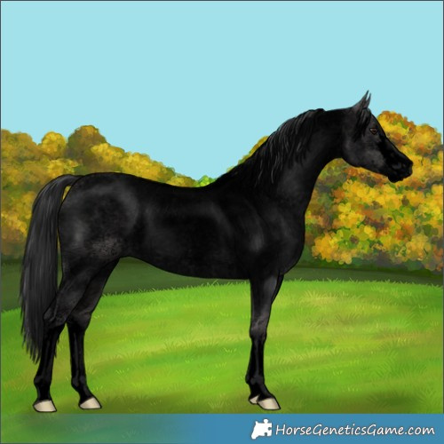Horse Color:Void Platinum White Spotted Brown Roan Dun Rabicano 