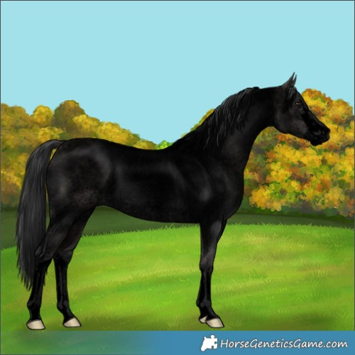 Horse Color:Void Platinum White Spotted Brown Roan Dun Rabicano 