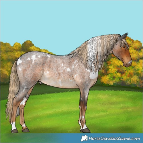 Horse Color:White Spotted Chocolate Palomino Roan 