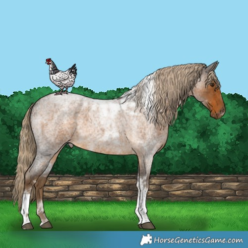 Horse Color:Chocolate Palomino Roan Tobiano 