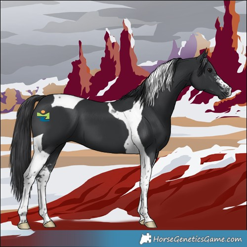 Horse Color:Black Sabino Tobiano 