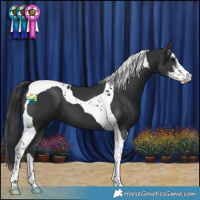 Horse Color:Black Sabino Tobiano
