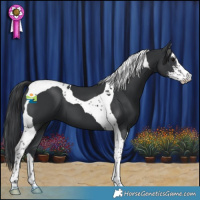 Horse Color:Black Sabino Tobiano 