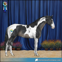 Horse Color:Black Sabino Tobiano 